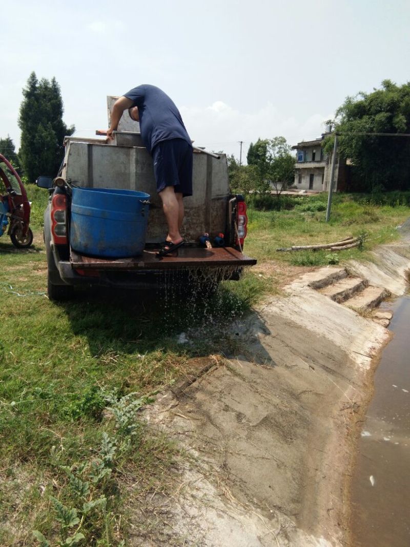 淡水鱼苗
