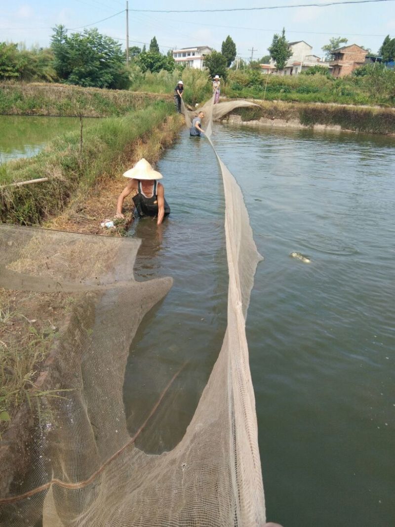 淡水鱼苗