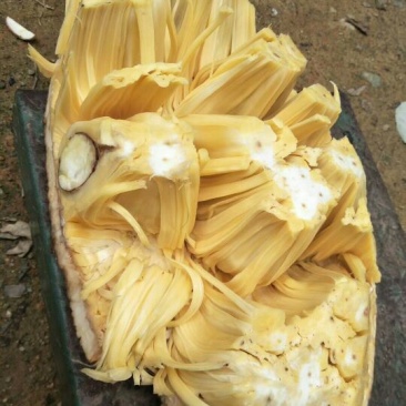 菠萝蜜