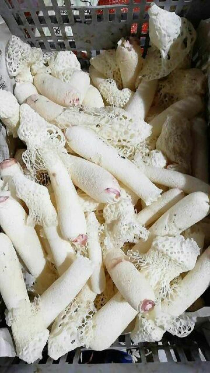 新鲜竹荪新鲜竹花可一件代发，下单先咨询