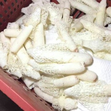 新鲜竹荪新鲜竹花可一件代发，下单先咨询