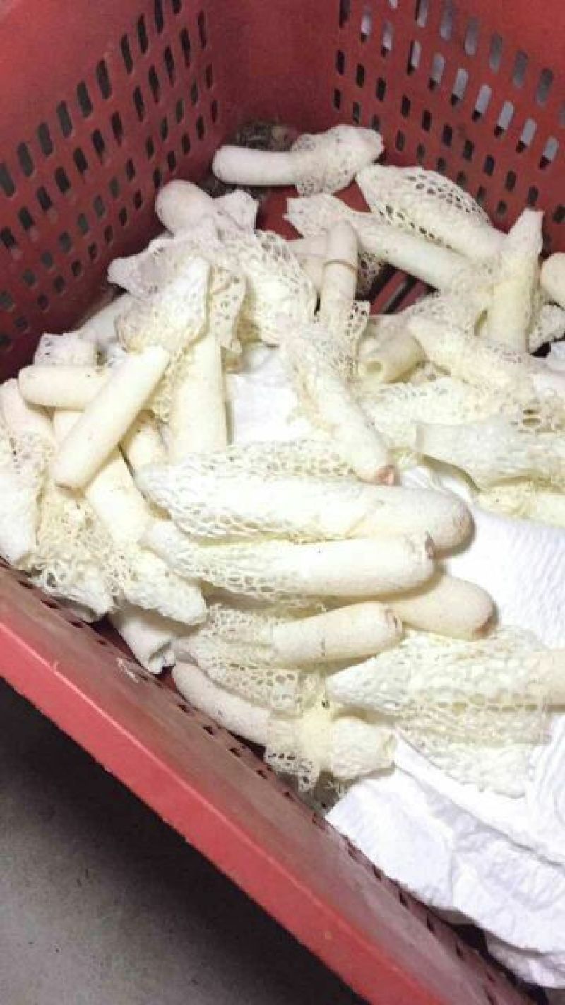 新鲜竹荪新鲜竹花可一件代发，下单先咨询