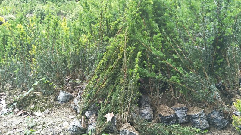 基地发货，曼地亚红豆杉挂果杯苗，无中介，量大价更优
