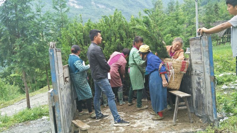 基地发货，曼地亚红豆杉挂果杯苗，无中介，量大价更优