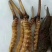 正宗野生高海拔冬虫夏草假一赔十支持视频看货