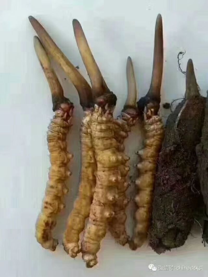 正宗野生高海拔冬虫夏草假一赔十支持视频看货