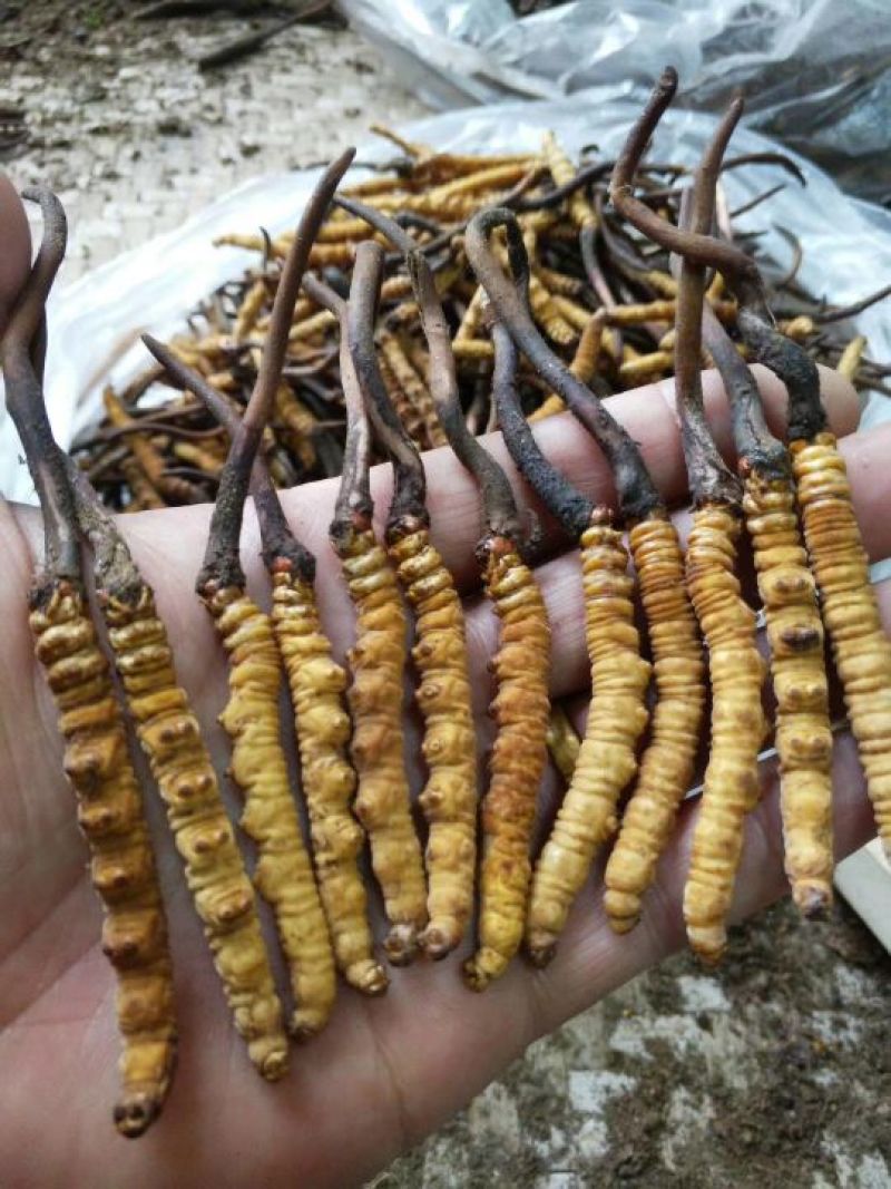 正宗野生高海拔冬虫夏草假一赔十支持视频看货
