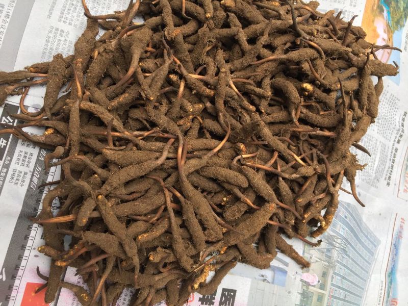 正宗野生高海拔冬虫夏草假一赔十支持视频看货