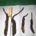 正宗野生高海拔冬虫夏草假一赔十支持视频看货