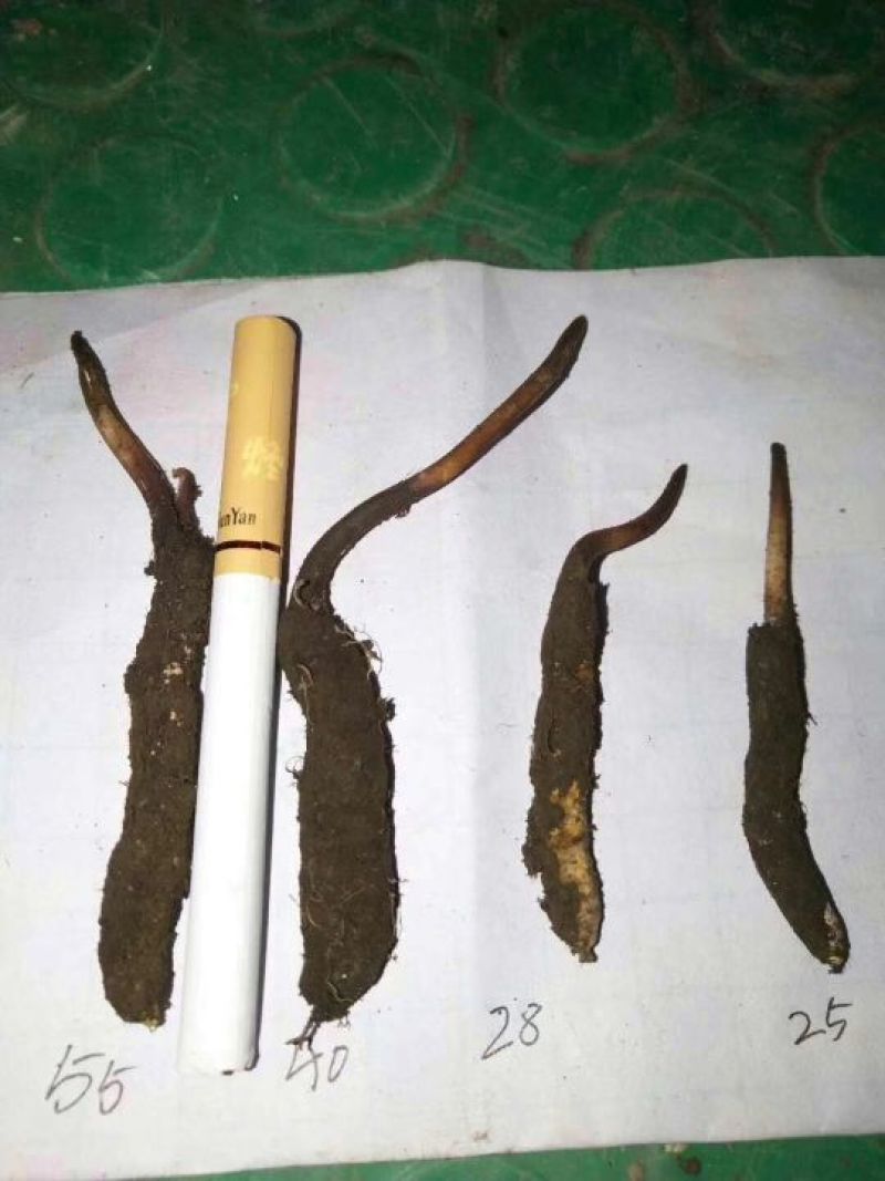 正宗野生高海拔冬虫夏草假一赔十支持视频看货