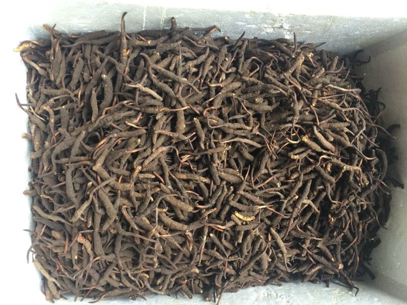 正宗野生高海拔冬虫夏草假一赔十支持视频看货