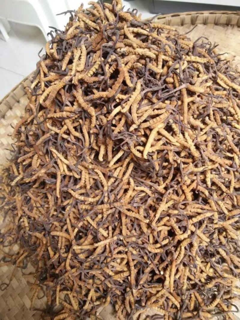 正宗野生高海拔冬虫夏草假一赔十支持视频看货