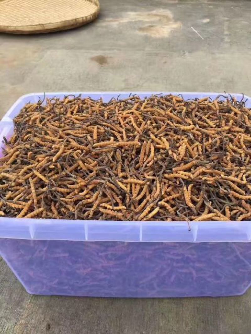 正宗野生高海拔冬虫夏草假一赔十支持视频看货