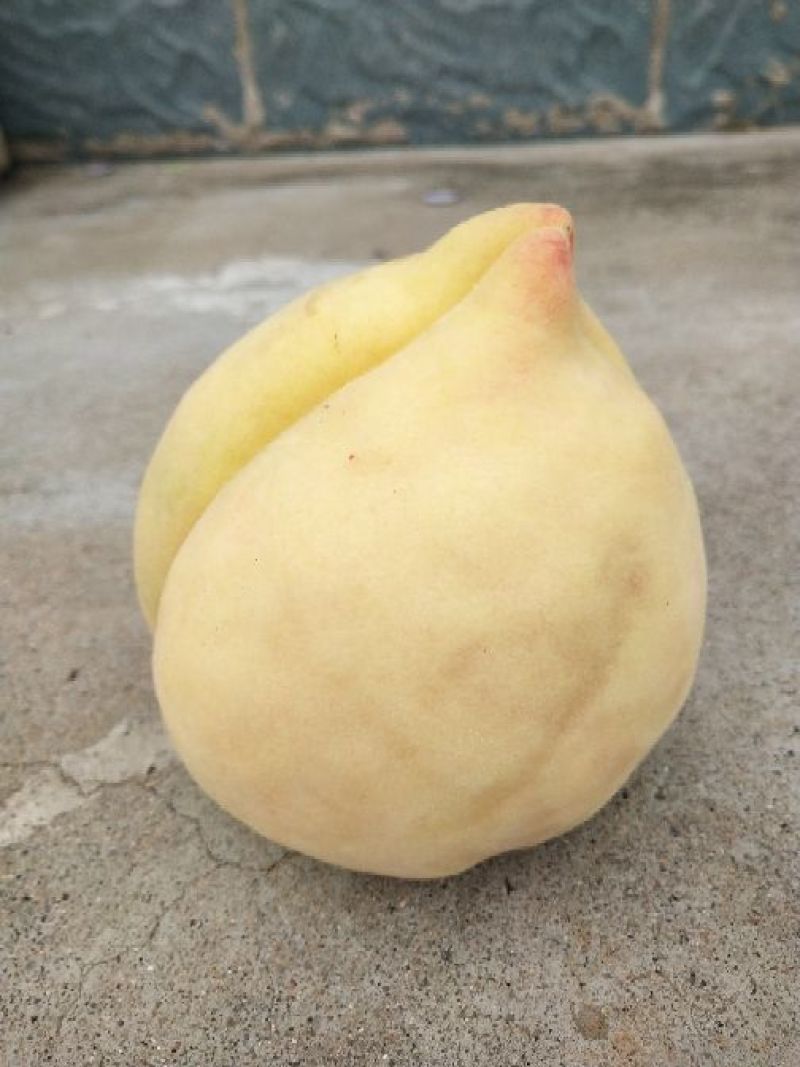 正宗深州蜜桃