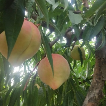 正宗深州蜜桃
