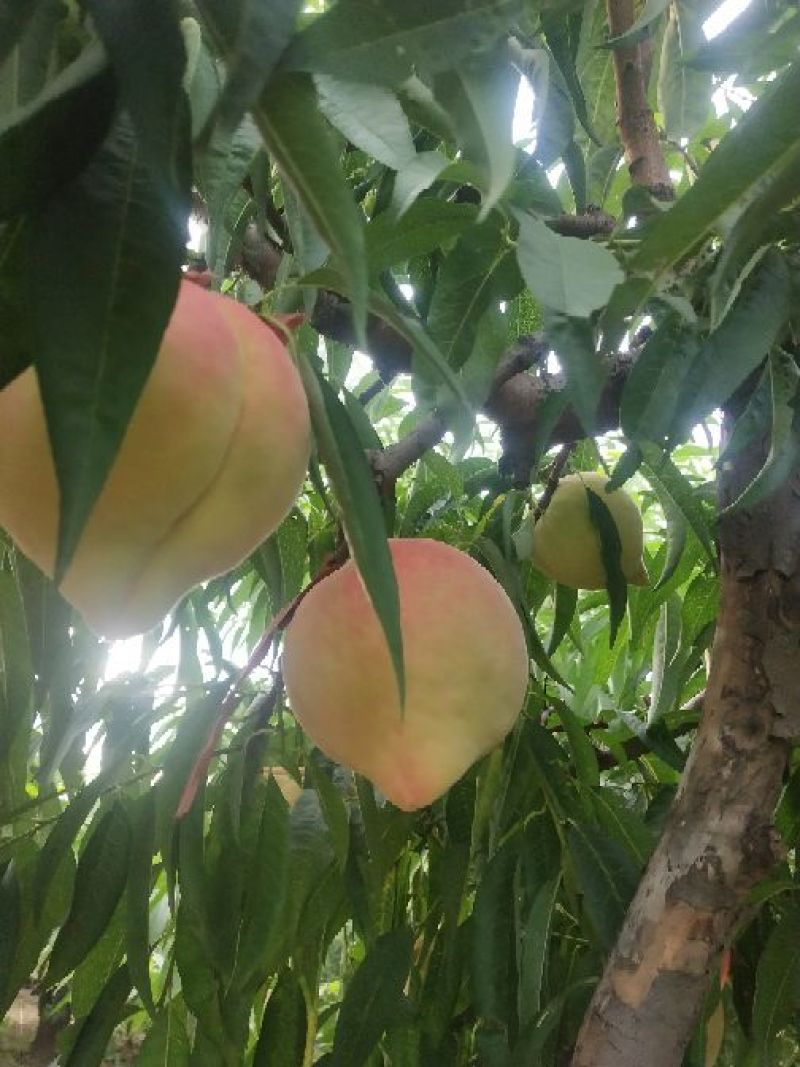 正宗深州蜜桃