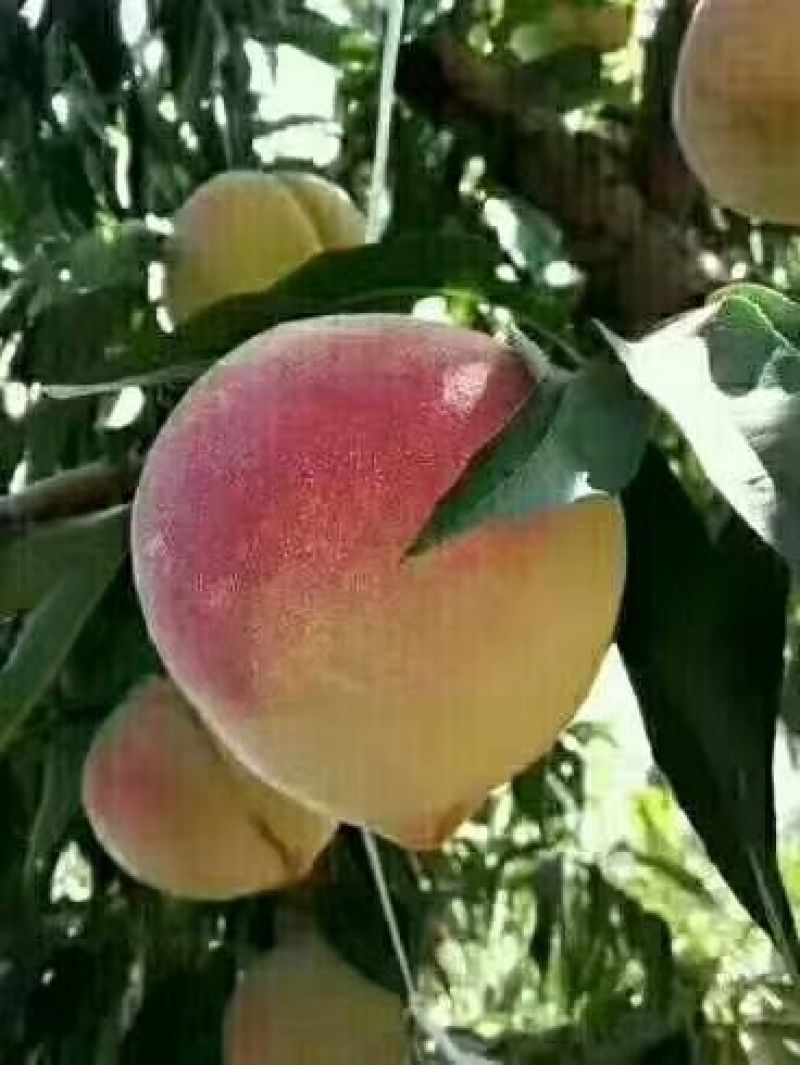 正宗深州蜜桃