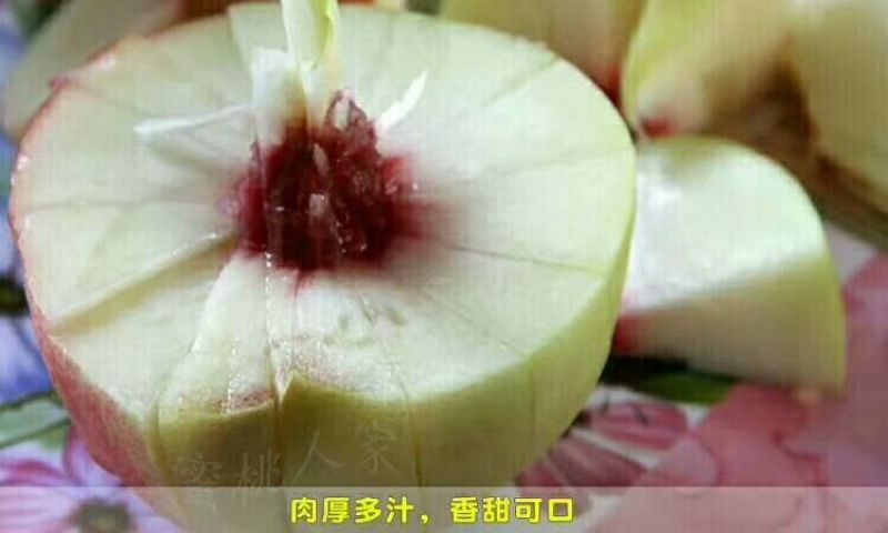 正宗深州蜜桃