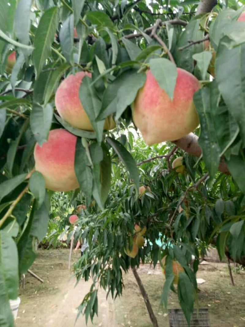 正宗深州蜜桃
