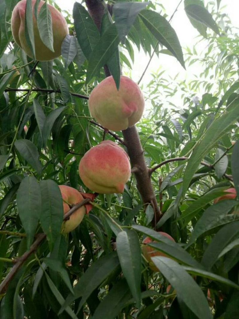 正宗深州蜜桃