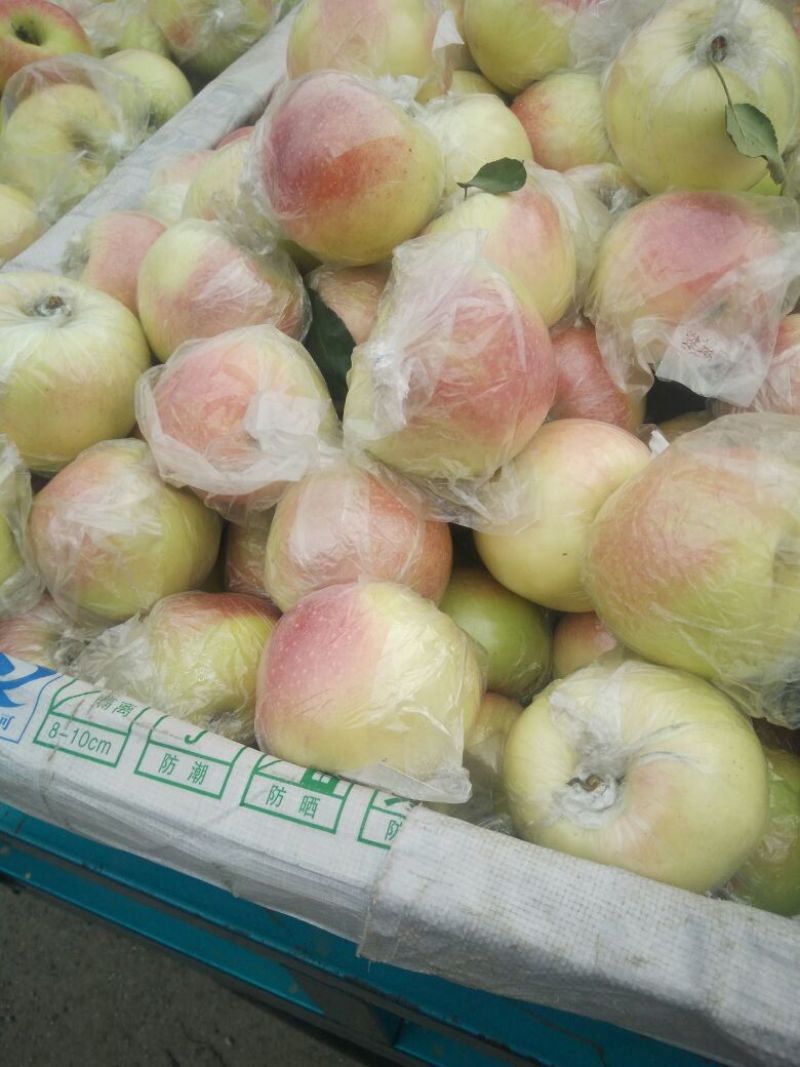 潍坊美8苹果产地基地直发，山东苹果，美8上市