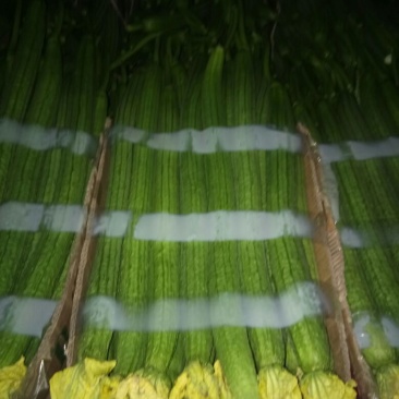 鲜花丝瓜