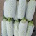 油胡芦，鲜绿色，条直，