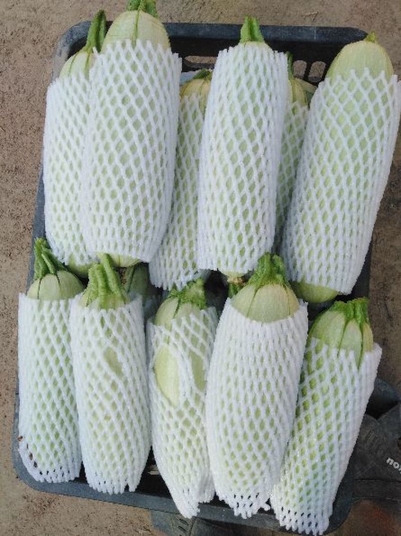 油胡芦，鲜绿色，条直，