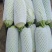 油胡芦，鲜绿色，条直，