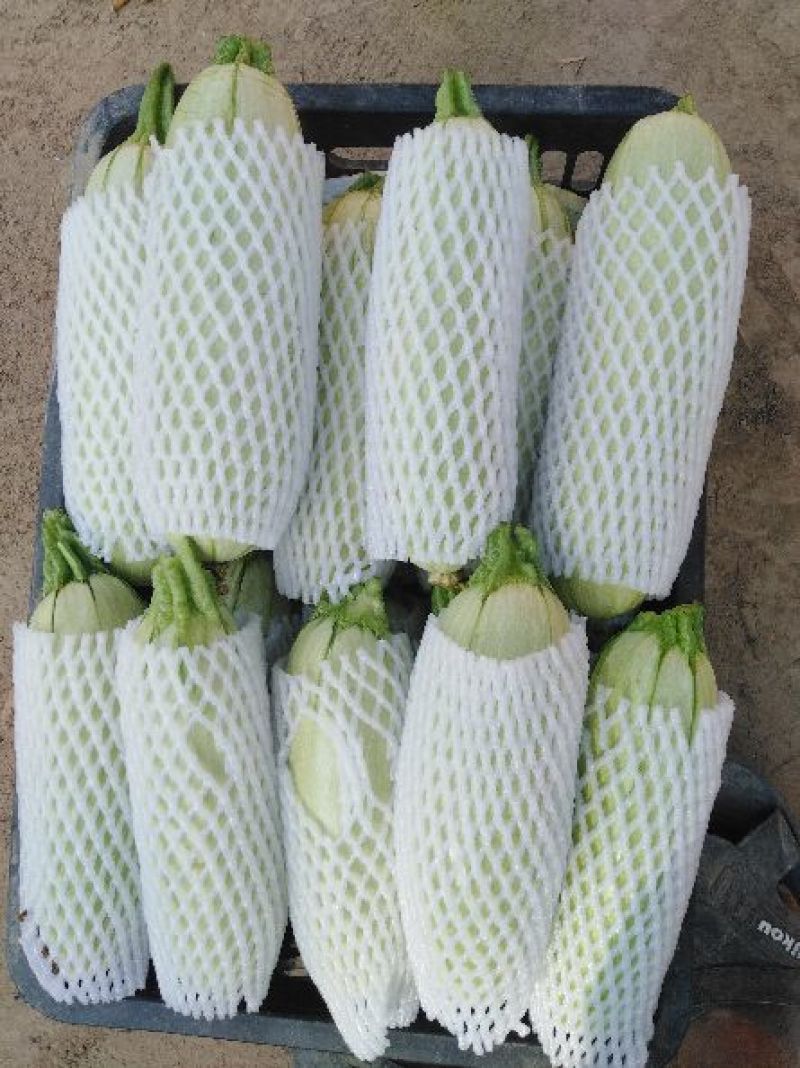 油胡芦，鲜绿色，条直，