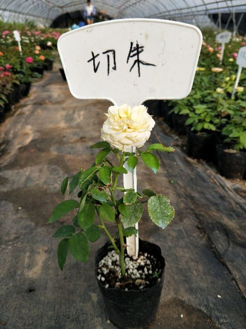 藤本月季发货发货株高15厘米左右