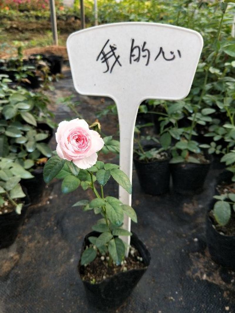 藤本月季发货发货株高15厘米左右
