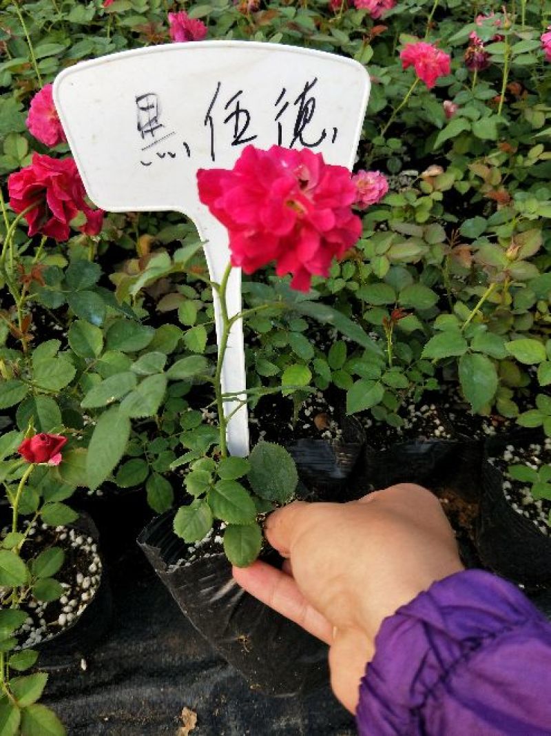 藤本月季发货发货株高15厘米左右