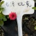 藤本月季发货发货株高15厘米左右
