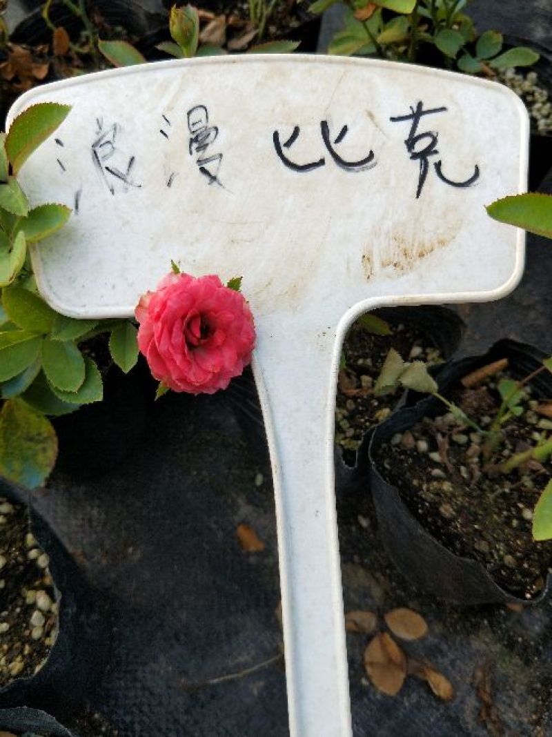 藤本月季发货发货株高15厘米左右