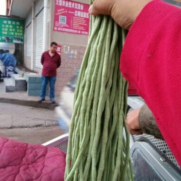 新乐豆角大量上市喽
