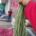 新乐豆角大量上市喽
