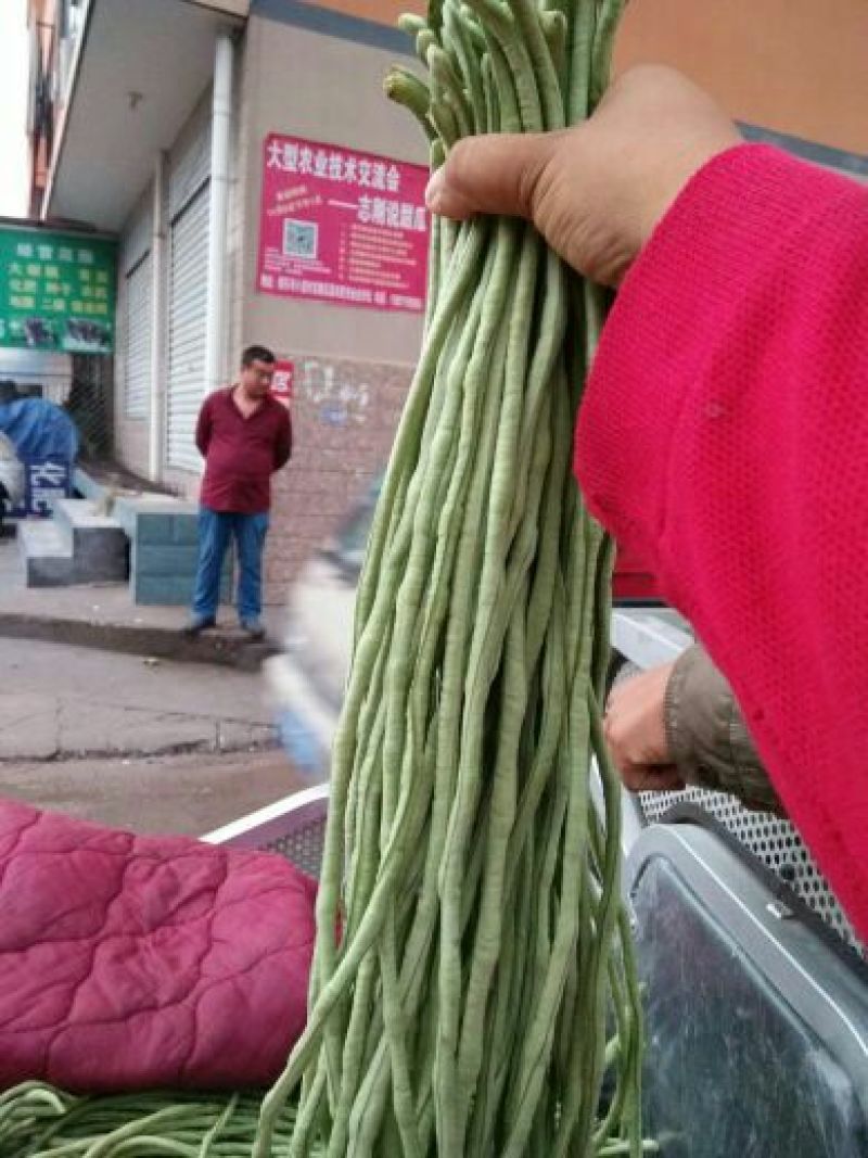新乐豆角大量上市喽