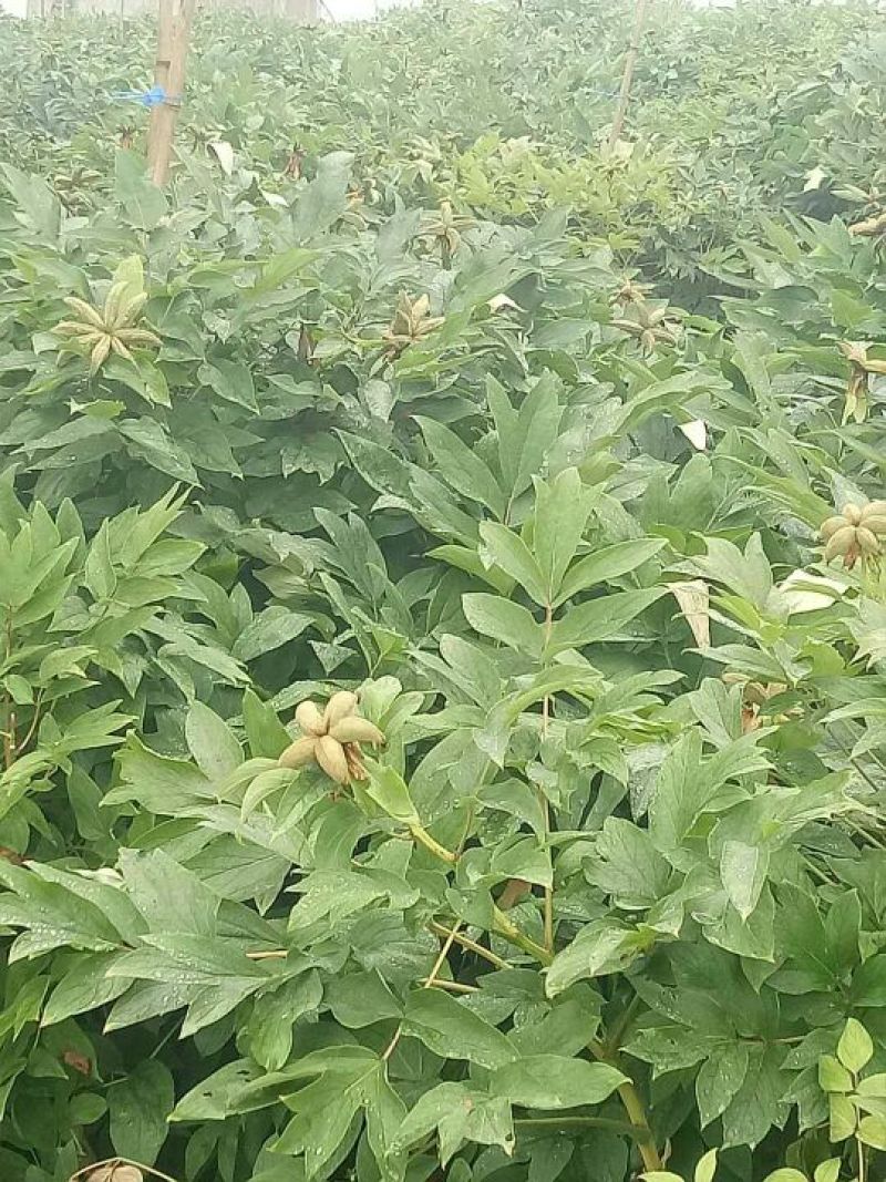 油用牡丹苗，基地直销，现要现挖，保证质量保证品种