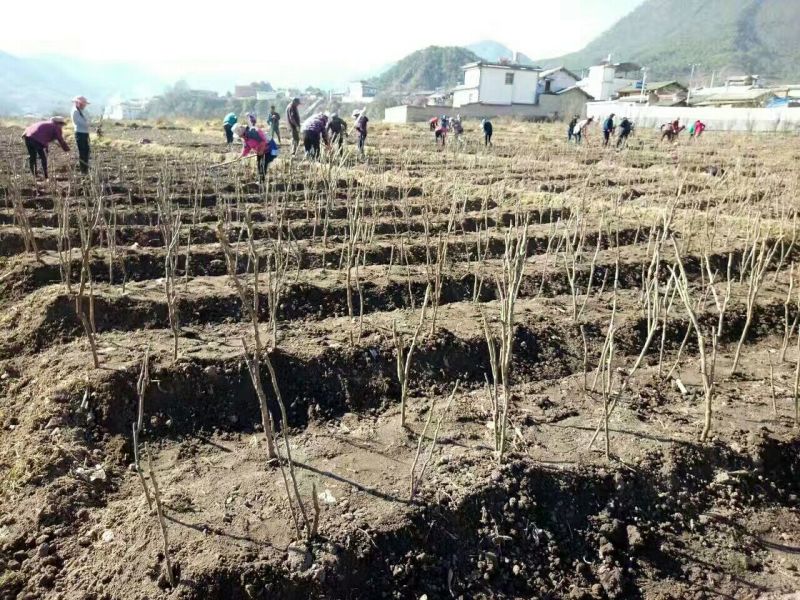 油用牡丹苗，基地直销，现要现挖，保证质量保证品种