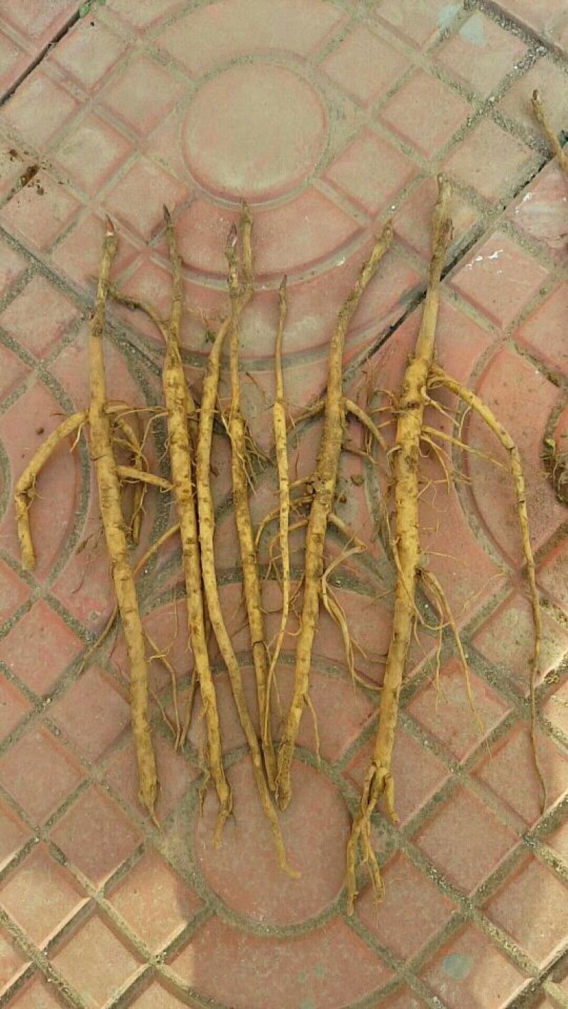 油用牡丹苗，基地直销，现要现挖，保证质量保证品种