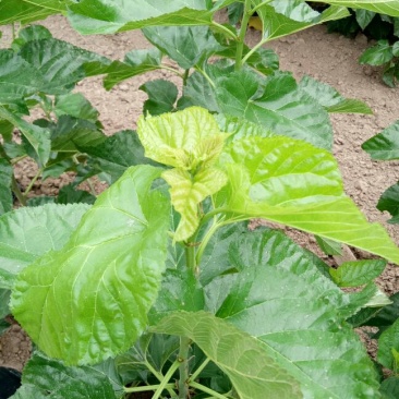 新鲜桑叶