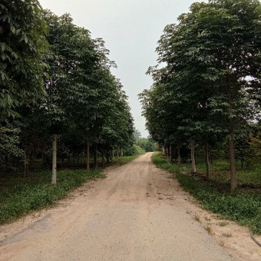 精品苗木基地