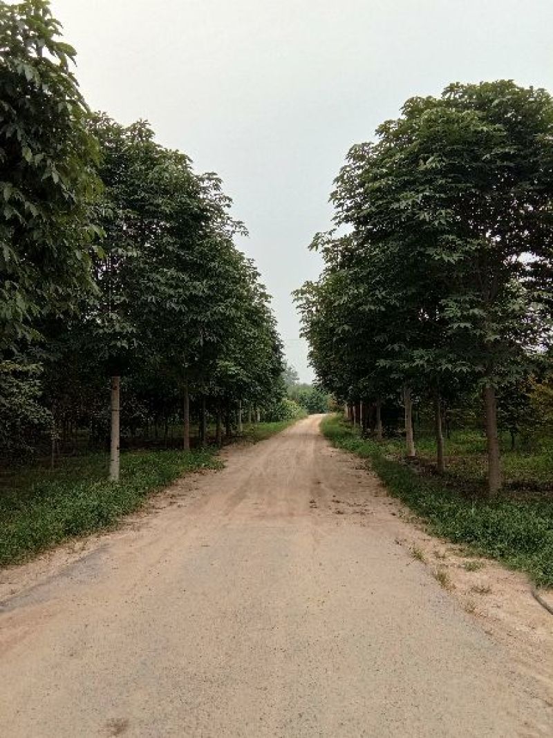 精品苗木基地