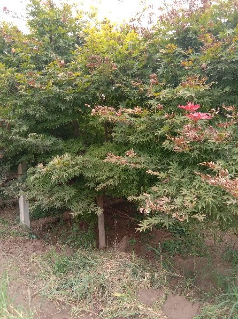 精品苗木基地