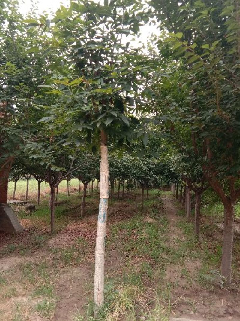 精品苗木基地
