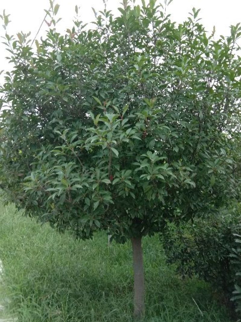 精品苗木基地