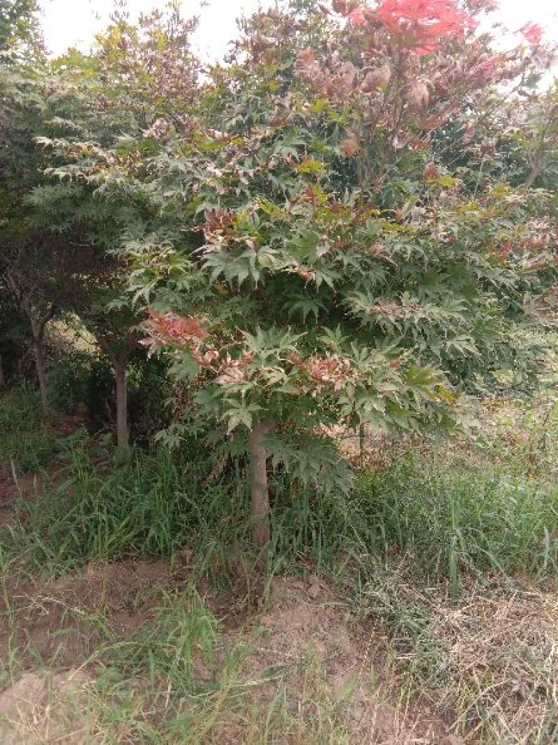 精品苗木基地