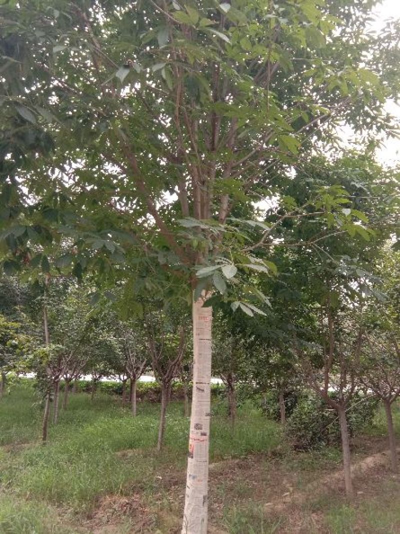 精品苗木基地