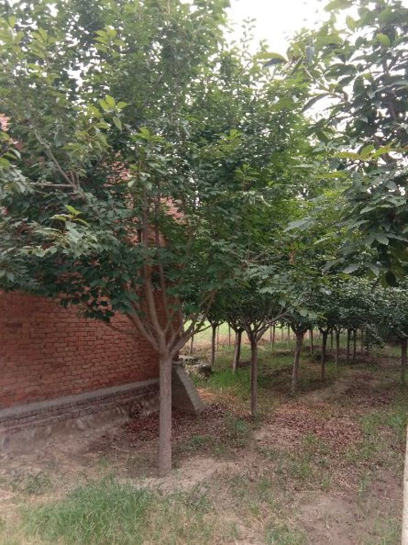 精品苗木基地